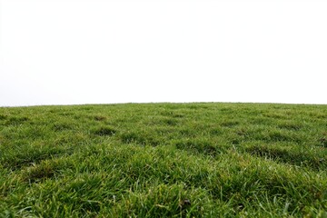 Obraz premium The Grass Field Under a Bright Expansive Sky Open Quiet and Serene