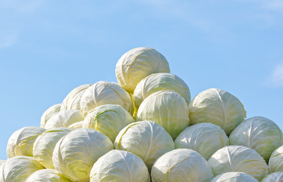 Cabbage head pyramid outdoors in front of a blue sky, with copyspace on two sides.