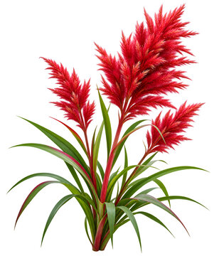 Red flowering plant with lanceolate leaves on transparent background