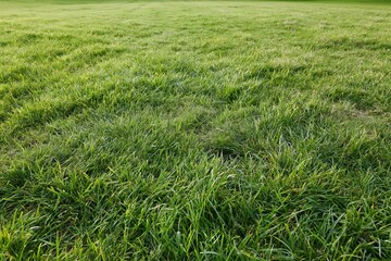Obraz premium The Lush Green Grass Field Under Sunny Sky in Open Pasture
