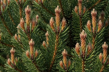 Obraz premium Close up of green pine branches with young spring shoots. New coniferous growth emerges from evergreen conifer needles in forest. Fresh spruce needles, branch tips grow in nature during spring