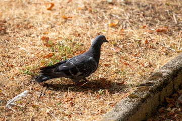 Fototapeta premium A lone pigeon standing on dry parched grass during a period of severe seasonal drought