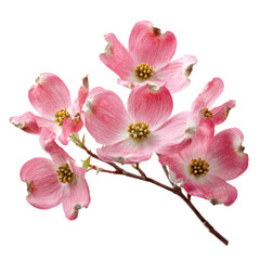 Obraz premium Pink Dogwood Blossoms on Branch, Delicate Spring Flowers, Botanical Floral Photo for Greeting Cards and Wall Art isolated PNG with Transparent Background