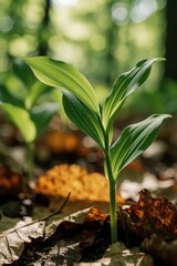 Obraz premium Macro view of green Solomon seal plant shoot growing from forest floor. Young sprout emerges through dry autumn leaves in spring woods. Small plant shows new life, botanical growth in wild nature
