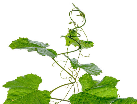 green leaves of a vine