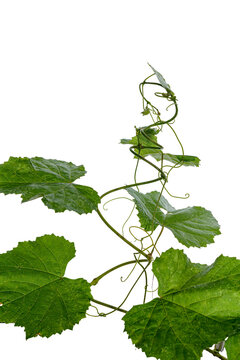 green leaves of a vine