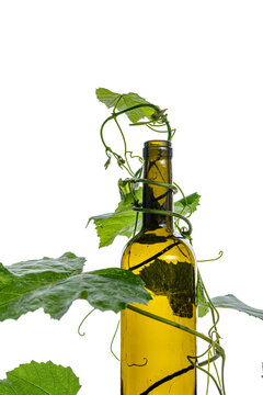 green leaves of a vine