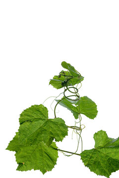 green leaves of a vine