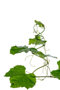 green leaves of a vine