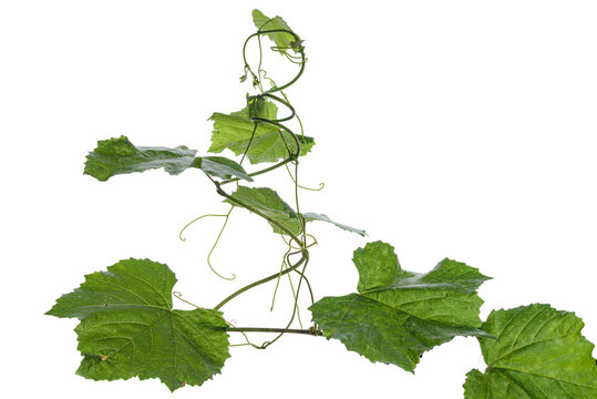green leaves of a vine