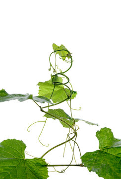 green leaves of a vine