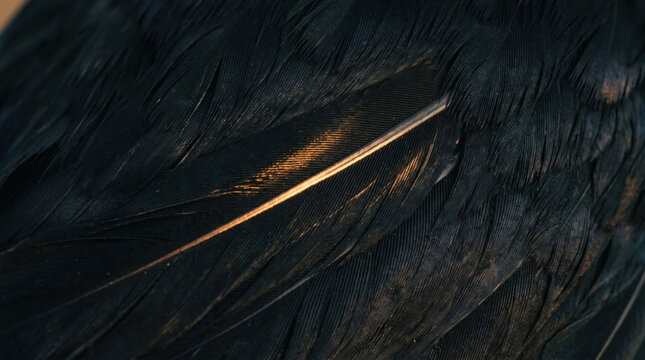 Close-up macro shot of dark black bird feathers with warm sunlight highlighting texture and pattern, ideal for nature and wildlife abstract background designs.