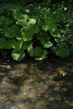 Ligularia