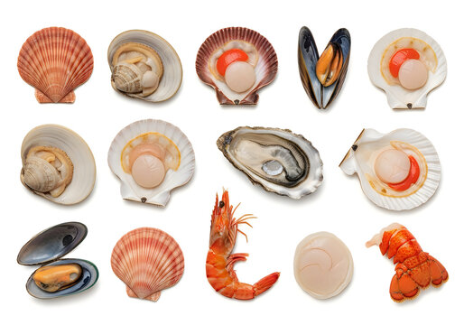Assorted seafood shellfish and shrimp illustration