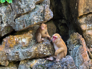 Two rhesus macaque monkey sitting among weathered limestone rock in natural forest habitat, creating tender wildlife moment with textured stone and moss © CoreRock