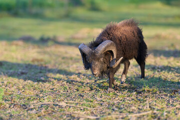 A dark brown ouessant ram with large, curved horns lowers its head while walking across a sunny grassy field. Natural outdoor lighting highlights its thick wool fleece and powerful posture. © erwin