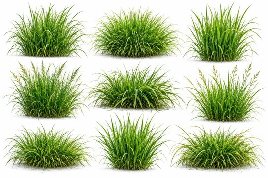 Isolated green grass tufts on white background for architectural visualization, landscape planning, garden design, and professional photo compositing