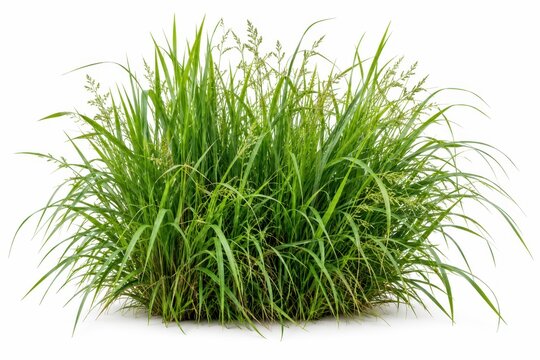 Wild grass bush isolated on white, detailed natural greenery for botanical compositions, landscape design, garden planning, and eco packaging