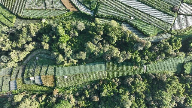 Aerial view of Senja Pagi Cafe And Glamping surrounded by lush green terraced vegetable fields and dense forest in the hilly landscape of Kecamatan Ngablak, Jawa Tengah, Indonesia.