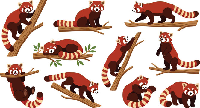 Red Pandas in Various Poses on Tree Branches During Daytime Vector Illustration