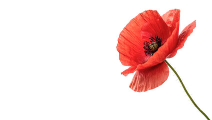 Naklejka premium Single beautiful bright red poppy flower blooming flora detail isolated on transparent background