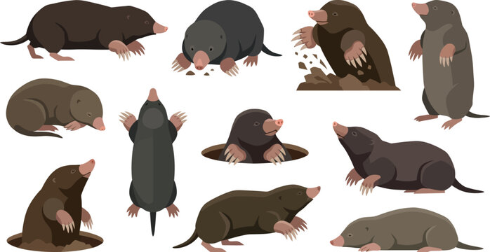 Various Moles Digging and Standing in Different Poses Vector Illustration Flat Design
