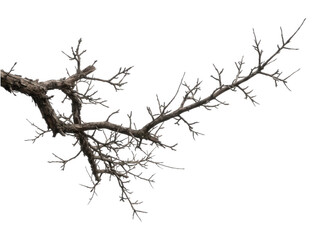 Fototapeta premium Bare tree branch without leaves isolated on a plain white background