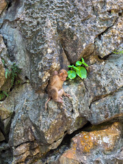 Young monkey clinging to rugged rock beside green leaf in natural outdoor habitat, creating curious wildlife scene with textured stone and forest detail © CoreRock