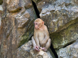 Young monkey sitting on rocky cliff with curious expression, surrounded by weathered stone formations in natural outdoor habitat © CoreRock