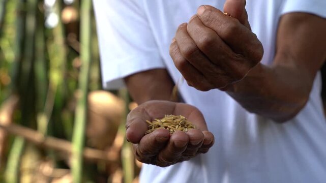Closeup of a hand sowing corn seeds, agriculture, farming, crop growth, food production, sustainability, and the natural cycle of planting and harvest.