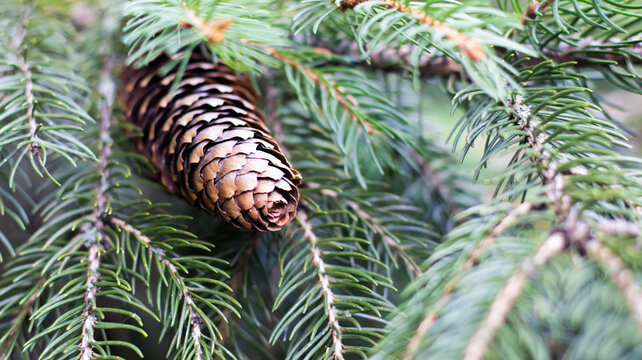 Pine cone rests on green branches during a sunny day in a forest