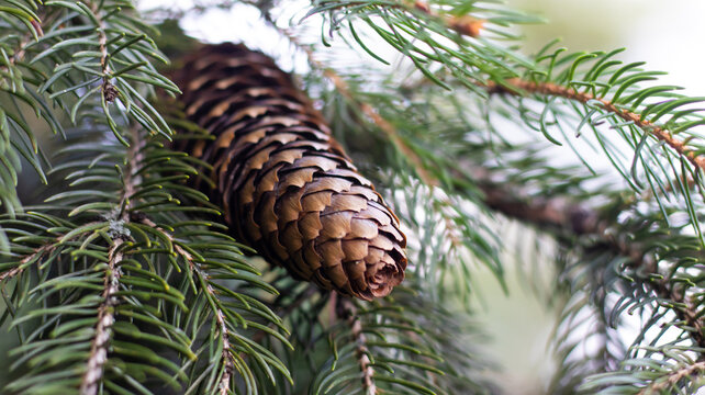 Pine cone hanging from tree branches in a forest setting during daylight