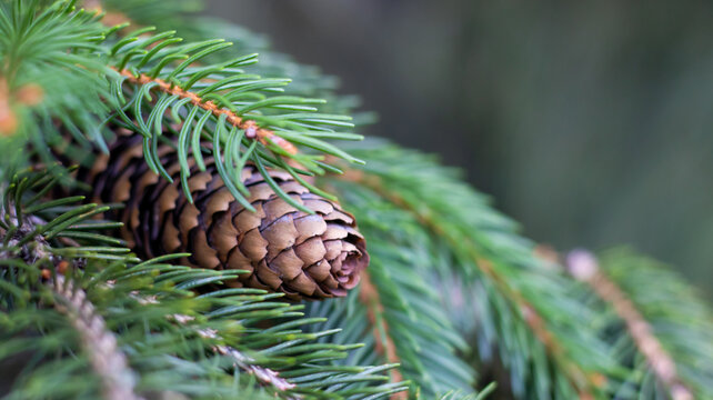 Pine cone on a branch in a forest during daylight