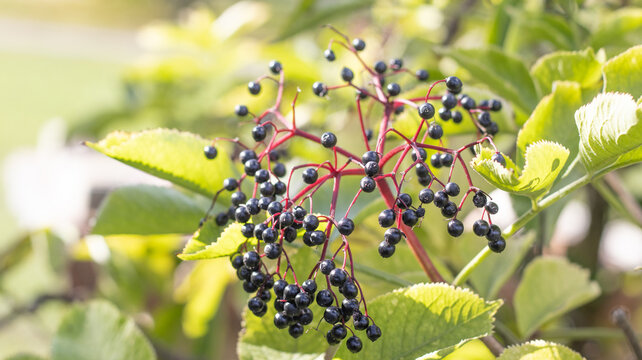 Elderberries growing on branches in a garden during the late summer season
