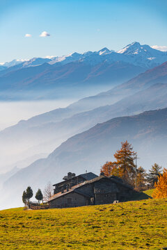 Vibrant golden larch forest and autumn foliage in Col de Joux pass, Aosta Valley, Italy"