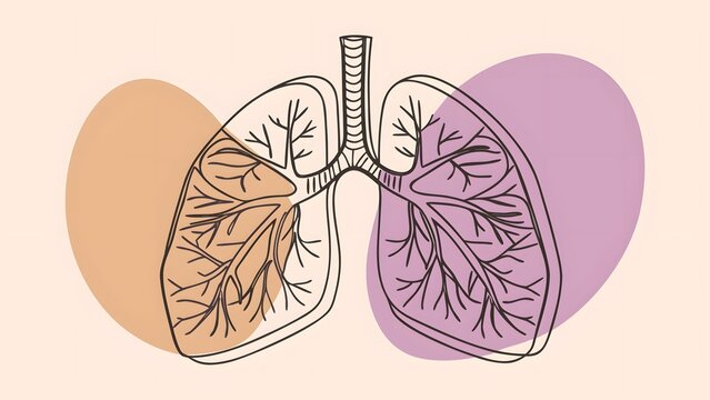 Human respiratory system and lung anatomy. Pulmonary health and breathing mechanics. Anatomical vector illustration of human lungs with bronchial tree