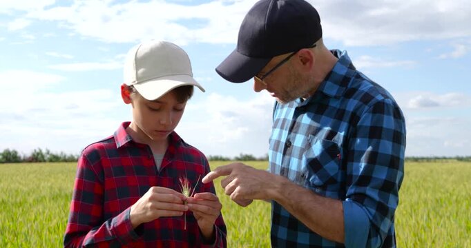 Father shows wheat ear to son during crop inspection in golden field. Boy carefully examines grain while learning farming skills. Family farm showcases agricultural knowledge and future of agriculture