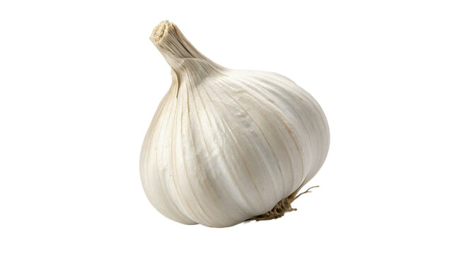 Single whole fresh raw white garlic bulb isolated on transparent background
