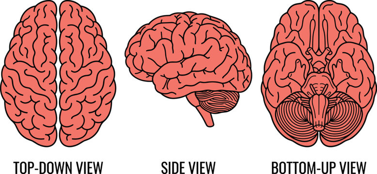 Human Brain Anatomy Illustration Showing Top, Side, and Bottom Views with Cerebral Hemispheres, Cerebellum, Brainstem, and Detailed Structures