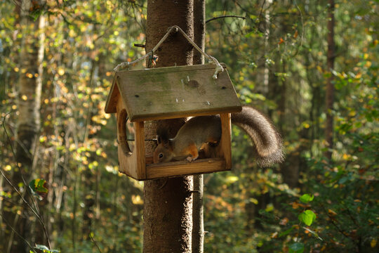 A squirrel is sitting in a bird feeder and eating. The bird feeder is wooden and has a roof