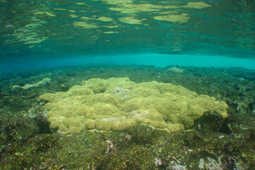 Shallow Caribbean Coral Reef in Clear Tropical Waters © gustavo