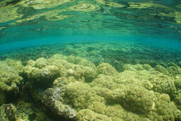 Shallow Caribbean Coral Reef in Clear Tropical Waters © gustavo