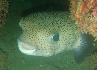 Pufferfish on a Caribbean Coral Reef © gustavo