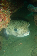 Pufferfish on a Caribbean Coral Reef © gustavo
