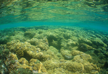 Shallow Caribbean Coral Reef in Clear Tropical Waters © gustavo