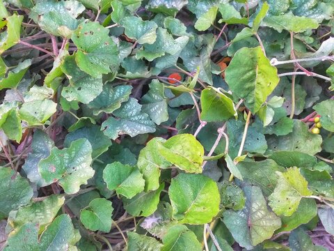 Green leafy groundcover plants with small orange berries, bright sunny foliage, suitable for nature blogs, gardening magazines, and environmental organizations.