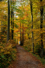 Fototapeta premium A narrow path covered with orange and brown fallen leaves cuts through dense forest filled with colorful autumn foliage. Tall trees with golden and green leaves create a cozy, serene tunnel effect.