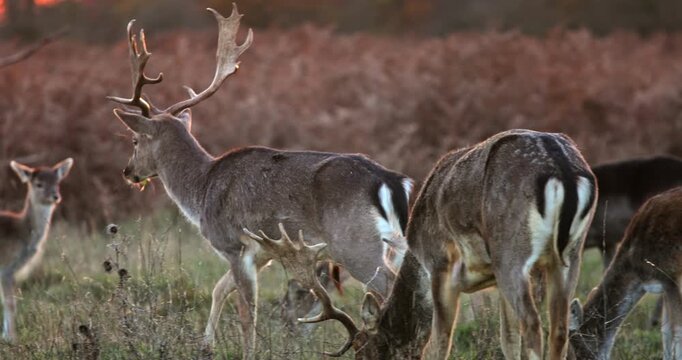 Fallow deer bucks with large antlers grazing in an autumnal field, standing among dry brown vegetation during golden hour, depicting wildlife in its natural habitat