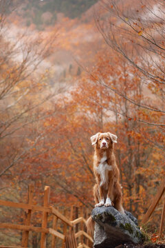 Nova Scotia Duck Tolling Retriever dog sits among dry plants in an autumn mountain valley. Colorful woodland and rocky scenery surround the dog during a scenic hiking adventure.