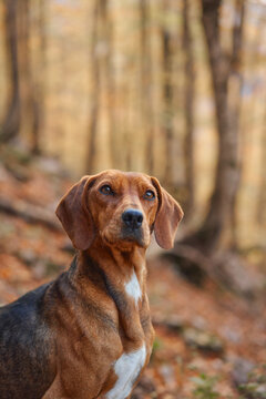 Montenegrin Mountain Hound dog faces the camera in a warm fall forest. Golden foliage and blurred woodland create a natural seasonal background around the hunting dog.
